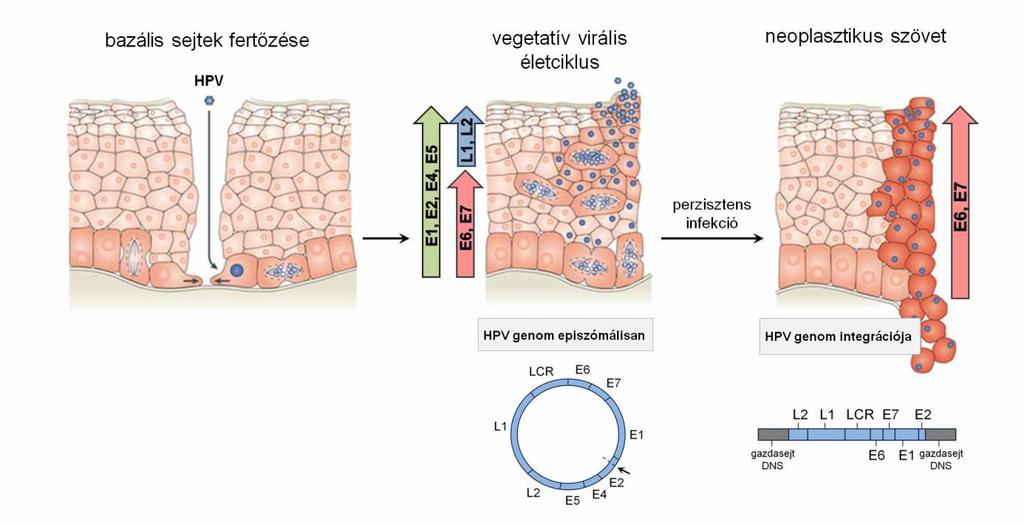 alsó genitális traktus malignus daganataiból, elsısorban méhnyakrákból és annak rákmegelızı állapotaiból, a cervicalis intraepiteliális neoplasiákból, mutatták ki (Bosch és mtsai.