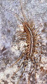 Classis: Chilopoda - százlábúak Subclassis: Notostigmophora háton légnyílásosok Ordo: Scutigeromorpha - pókszázlábúak Szaporodás: a hím nagy spermatofórát