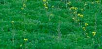 Repcebecő-gubacsszúnyog (Dasineura brassicae) A kifejlett egyedek 3-4 napig életképesek, más kártevők,