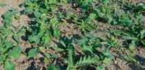 Repcefénybogár (Meligethes aeneus) Az őszi káposztarepce legfontosabb tavaszi kártevője, szinte csak