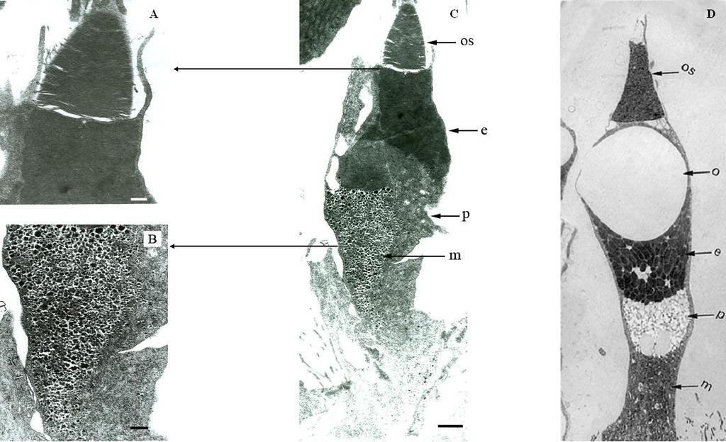 A Pelobates fuscus és Xenopus laevis csap szerkezetének összehasonlítása.
