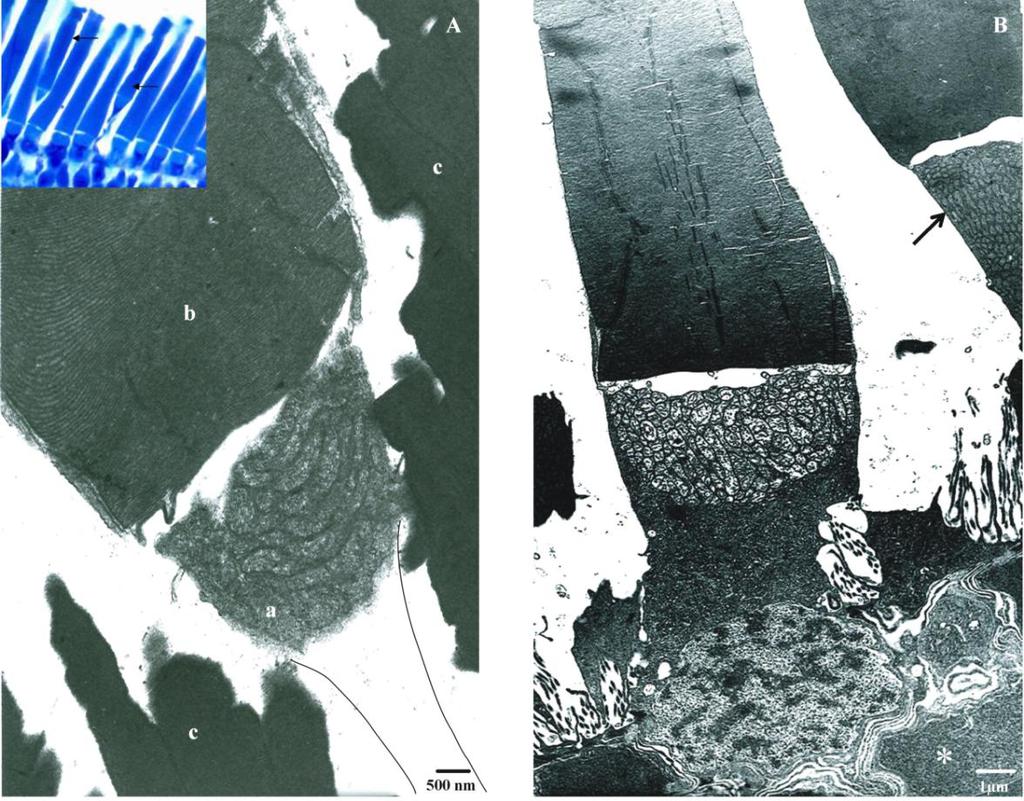 A fotoreceptorok ultrastruktúráját megvizsgálva megállapítottuk, hogy a csapok egyértelműen azonosíthatóak (12. ábra, a kép), de eltérnek a Xenopus csapoktól (12.