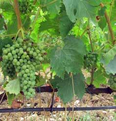 Növény Alkalmazás (tápoldat) Dózis Megjegyzés Bor- és csemegeszőlő, gyümölcsfélék Intenzív növekedés idején 1-3