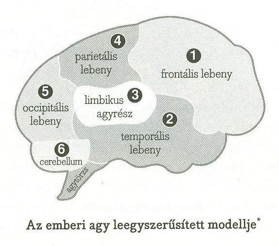 Nem jó vagy rossz, egyszerűen Csimpánz.