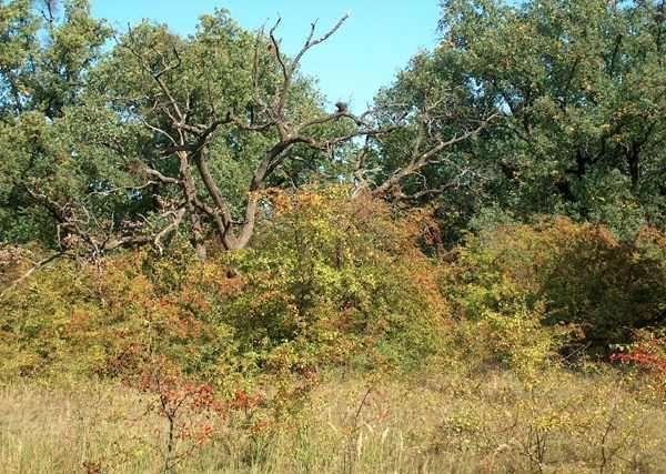 Nyílt homoki tölgyes Szárazabb bucka-tetőkön találhatók. http://www.terra.hu/haznov/htm/festuco.rupicolae-quercetum.roboris.