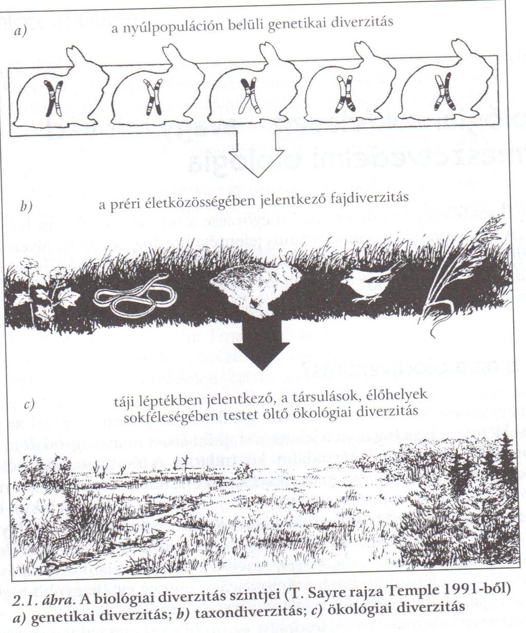 A biodiverzitás szintjei