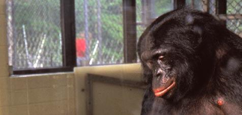 Szociabilitás/kommunikáció szerepe csimpánz Gua és bonobó Kanzi Gua (Kellogg és