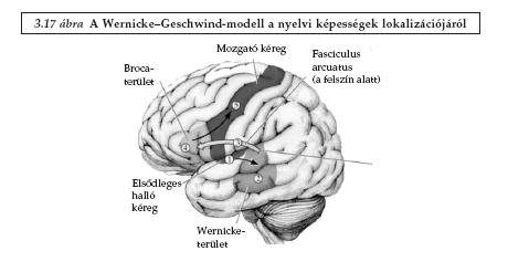 EQ Agyi változások Testhez képest nagyobb agy Kéreg, kisagy megnő Majdani beszédközpontok: finom mozgás 4 3 2 1 0 subcortex cortex-kisagy medulla dienceph.