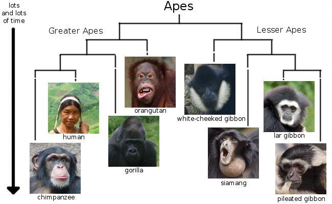 gorillák vagy csimpánzok, de nem feltétlen testömegre vonatkoztatott agy méretben, kognitív