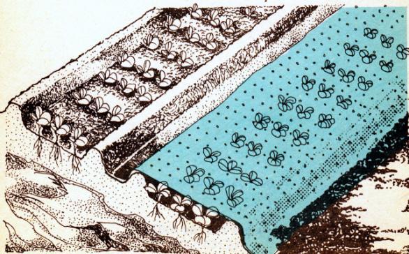 Időleges takarási eljárások Váznélküli fóliatakarás két 15-20 cm-es bakhát tartja a takaróanyagot a takaróanyag lyuggatott polietilén vagy fátyol ΔT