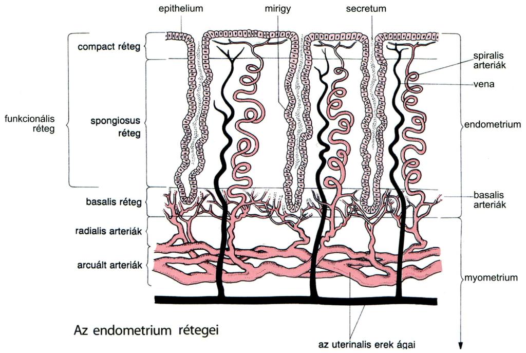 AZ ENDOMETRIUM RÉTEGEIR