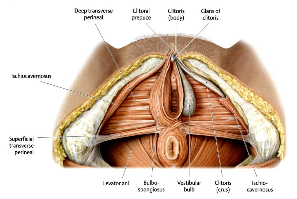 Bulbus vestibuli: erectilis szövet, a corpus spongiosum megfelelője.