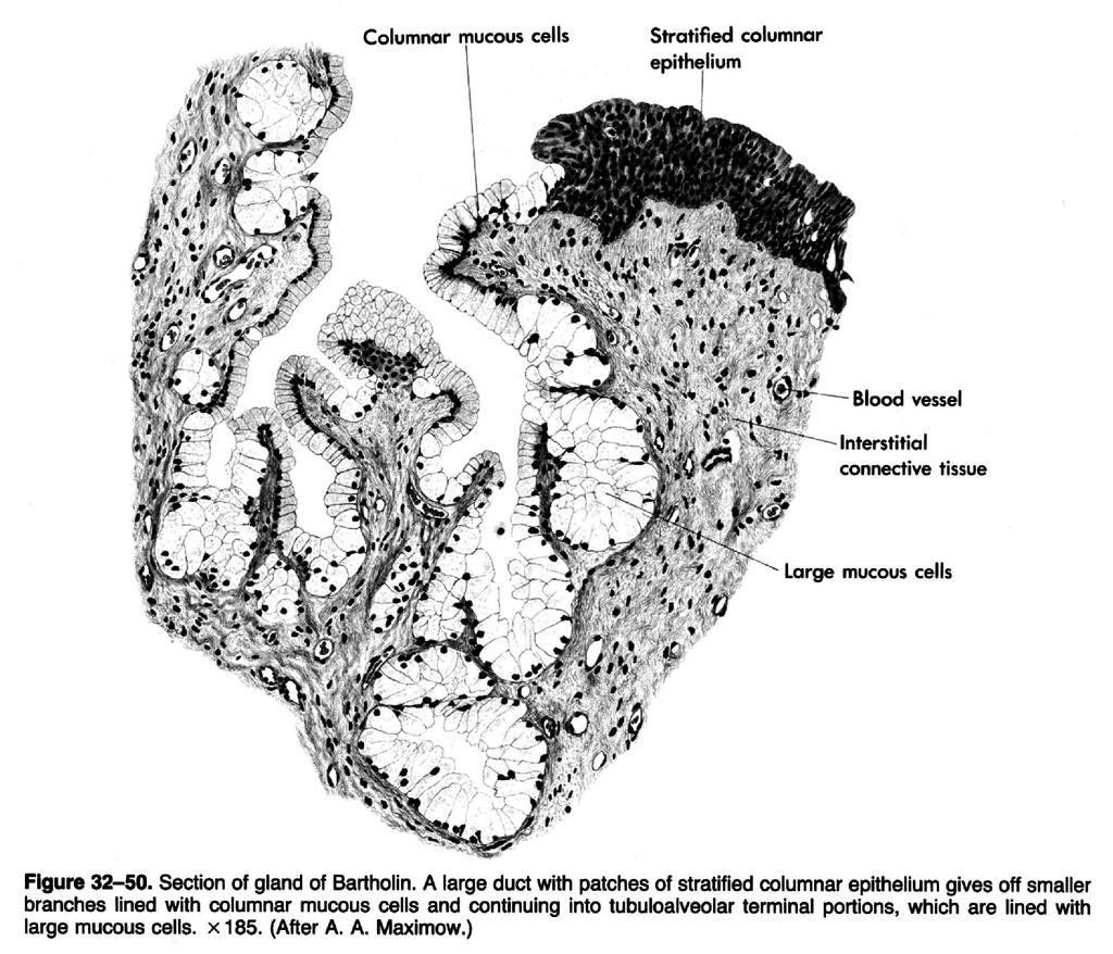 GLANDULA VESTIBULARIS MAJOR SZÖVETTANI KÉPE: K TUBULOALVEOLARIS