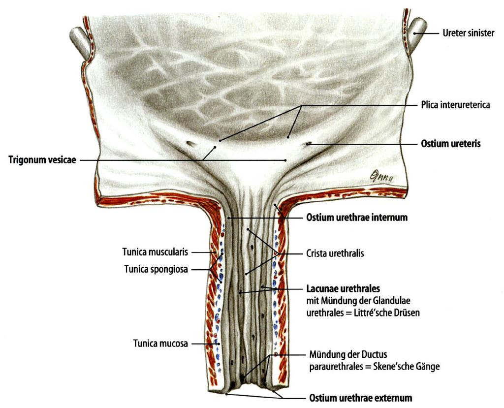 URETHRA FEMININA (3-5 5 cm) Belső (reflexes) záróizom helye Hámja: 1. Urothelium 2. Tr. hengerhám 3. Tr. el nem szarusodó lh.