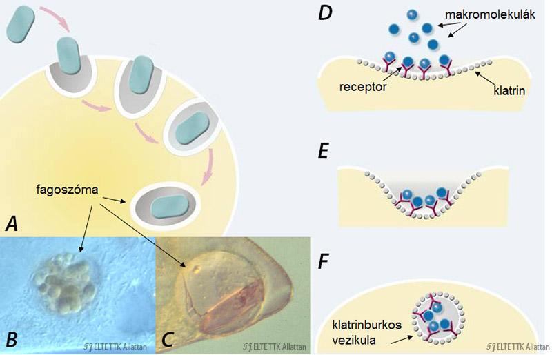 Az endocitózis módjai: A) fagocitózis, B) papucsállatka emésztőűröcskéje baktériumokkal, C) szemhéjállatka emésztőűröcskéje kerekesféreggel,