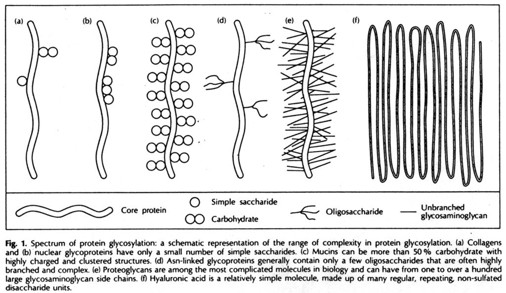 Glycosylation is the process when mono-di-oligo