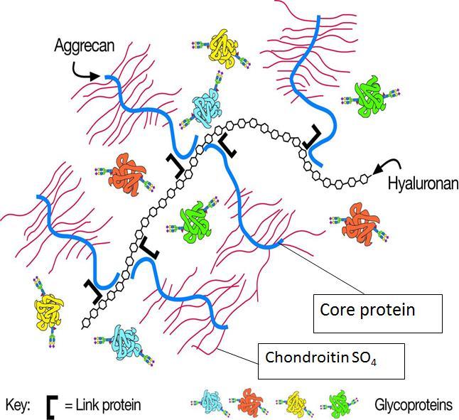 Hialuronsav, proteoglikánok, és