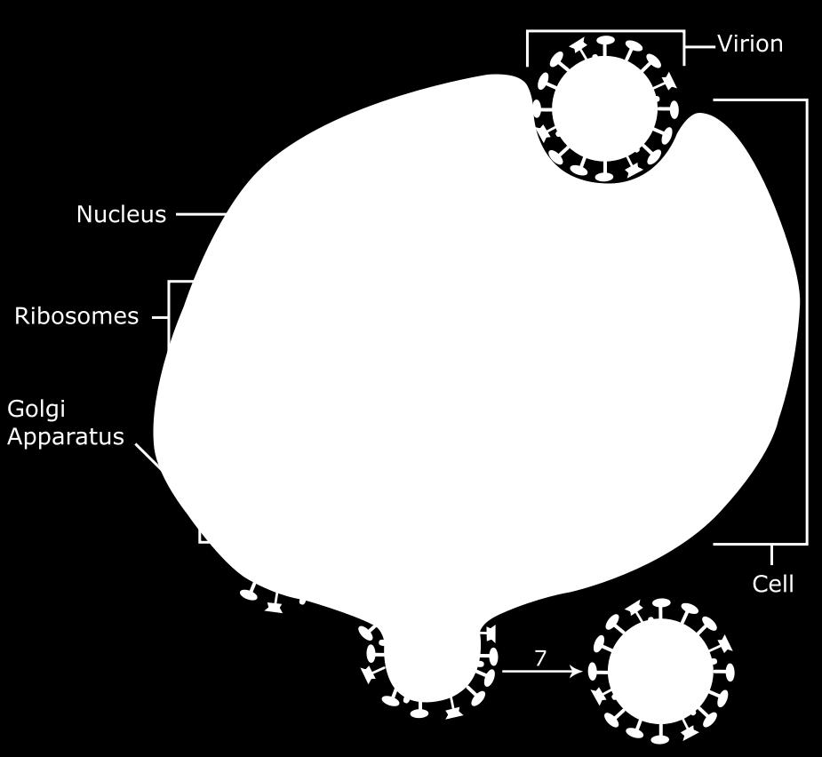 Influenza vírus tipizálás N (neuraminidáz) és H (hemagglutinin) sejtfelszíni antigének alapján, pl. H1N1, stb.