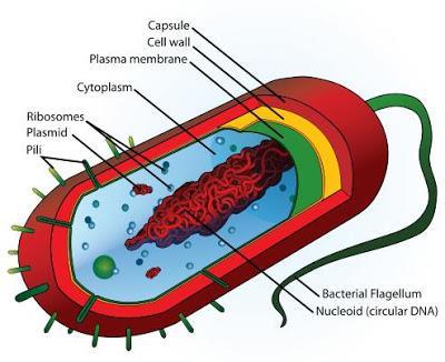 Peptidoglikánok is heteroglikánok: bakteriális sejtfal alkotói kémiailag: -