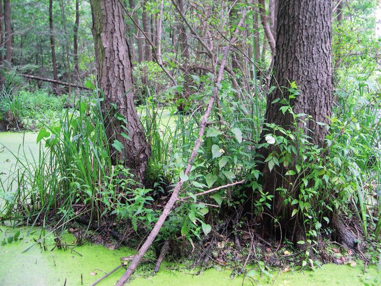 Kun András és Rév Szilvia 272 ÉGER-KŐRIS LÁPERDŐ Fraxino pannonicae-alnetum (korábban Thelypteridi-Alnetum) Az Ős-Duna széles, a szomszédos dűnevidék által elzárt medermaradványa ad otthont a