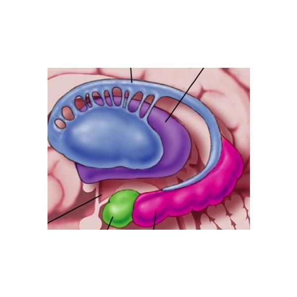 Basalis ganglion (törzsdúc):