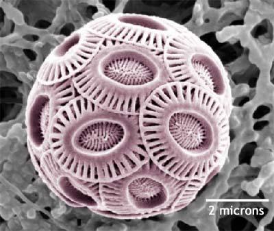 sejtfelszínük pikkelyekkel fedett alapja Golgi-ban termelődő