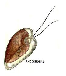 Cryptophyta (Cryptobio(n)ta) Garatos ostorosok (egybarázdás moszatok) Mintegy