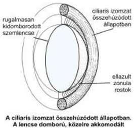 ellaposítja a lencsét, míg a