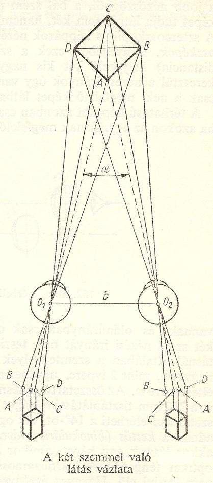 A binokuláris látás; a sztereo látás A jobb- és bal szem különböző irányból látja a