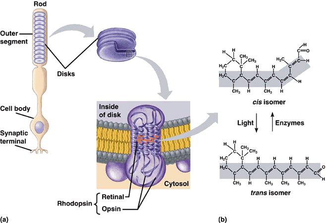 cgmp kaszkádja Rhodopsin 2.