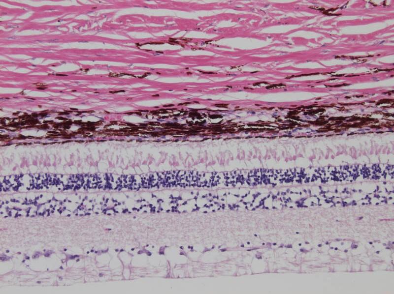 str. neurofibrarum (9.) str. ganglionare (8.) str. granulosum internum (6.) str. granulosum externum (4.