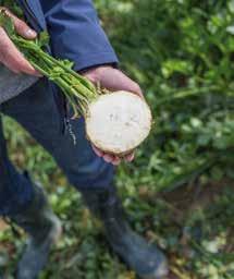 800 szem van) és ezért nálható, átlagos tárolási idővel lehet nehéz vetni. Mindemellett a mag olajtartalma magas, ez pedig Cisko RZ kalkulálni vele. lassítja a csírázást.