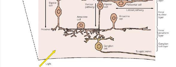 Fotopigment (rodopsin=