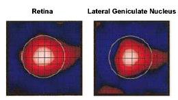 Ganglion sejtek A retina kimenete Akciós potenciálokkal válaszol Koncentrikus körökből