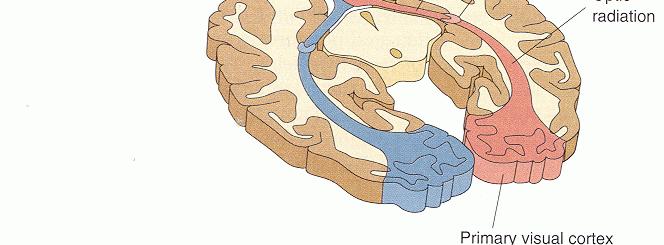 Thalamus-corpus