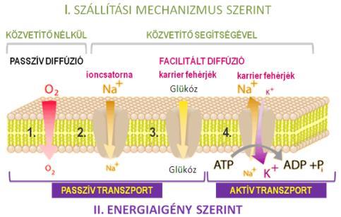 1. PASSZÍV DIFFÚZIÓ Passzív transzport, közvetítő nélkül zajlik iránya: ELEKTROKÉMIAI POTENCIÁL GRADIENS irányába o kémia potenciál gradiens (koncentráció) o elektromos potenciál gradiens (töltés)