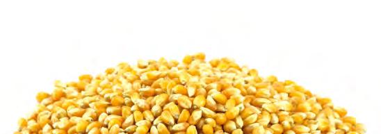 Kukorica vetőmag ajánlat NK Columbia FAO 450 Nagyon jó agronómiai tulajdonságokkal rendelkező hibrid. Terméshozama magas. Csövei vastagok, jól termékenyülnek. Talajokra nem igényes.