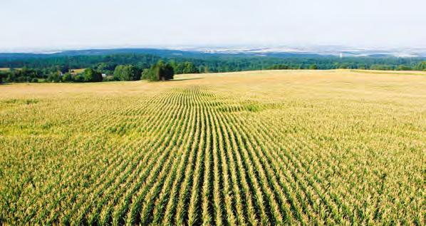 A kukorica védelme Csávázás A vetőmag, mint a fajta örökletes tulajdonságainak hordozója, a termesztéstechnológiában kimagasló értéket képvisel, ezért védelméről feltétlenül gondoskodnunk kell.