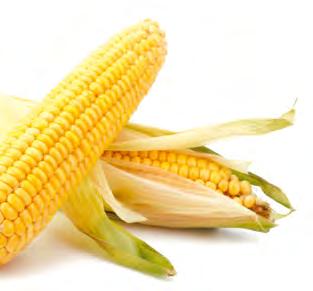A kukorica védelme Gyomirtás Hatóanyag: 37,5 g/l mezotrion, 375 g/l S-metolaklór, 125 g/l terbutilazin, Dózis: 4,0-5,0 l/ha 3 HATÓANYAGGAL A HOSSZANTARTÓ BIZTOS VÉDELEMÉRT Kijuttatási időpont: