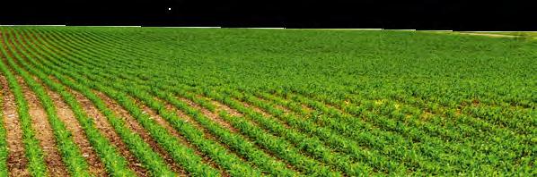 A kukorica védelme Rovarkártevők elleni védelem Hatóanyag: 50 g/l lambda-cihalotrin + 100 g/l klorantraniliprol, Dózis:0,2-0,3 l/ha BIZTOS MEGOLDÁS A HERNYÓKÁRTEVŐK ELLEN Jellemzői: Az Ampligo két