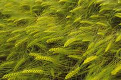 Kalászos vetőmagok Növényvédelem: Gyomirtás: Az alacsony vetőmagnorma és a korai vetés miatt, feltétlenül ajánlott az őszi gyomirtás, amit a Logran 20 WG 70-75 g/ha dózisával oldhatunk meg.