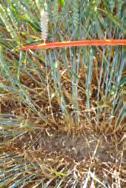 Kalászosok védelme Gombabetegségek elleni védelem Felhasználható őszi búza, őszi és tavaszi árpa, tritikálé, rozs és zab kultúrákban