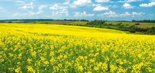 A repce védelme Őszi gyomirtás Hatóanyag: 150 g/l fluazifop-p-butil, Dózis: 0,4-0,6 l/ha gabona-árvakelés ellen GABONA-ÁRVAKELÉS ELLEN Jellemzői: Szuperszelektív egyszikűirtó.