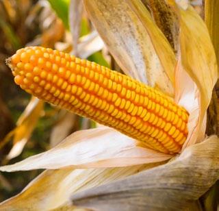 kukorica a KWS-től n intenzív korai fejlődés n széleskörűen (Dél-Kelet Európa) meghatározó hibrid n intenzív és fél-intenzív