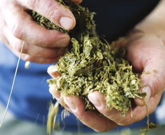 technológiai szinthez ajánljuk Silókukorica beltartalmi eredmények NE-laktác MJ/kg (100% sza) 7,2 7,1 7,0 6,9 KARMAS versenytárs 1 6,8 6,7 6,6 6,5 6,4 6,3 6,2 6,1 26 31 36 41 46 szárazanyag % (m/m)