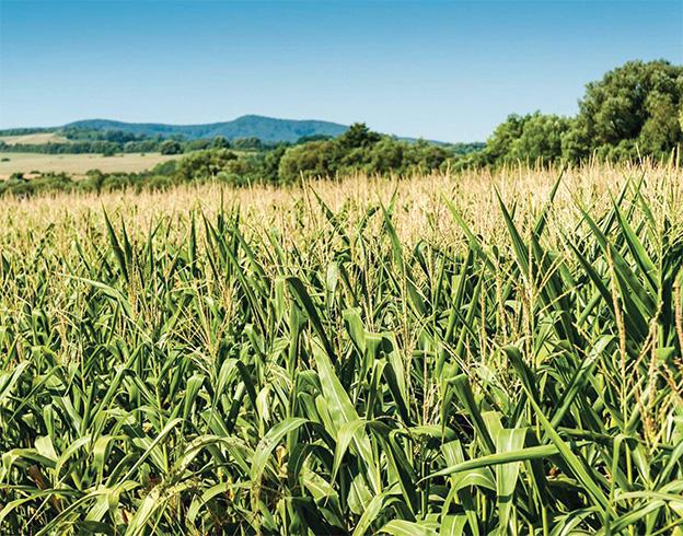 A DDGS hazai felhasználása egyre növekvő tendenciát mutat, hiszen míg régen Szlovákiából vagy Ausztriából lehetett csak beszerezni, 2012 óta már a Pannonia Ethanol is jelen van a magyar piacon, azaz