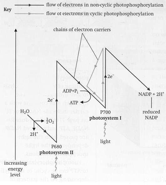 A klorofillok a fotoszintézisben P A növényi pigment klorofill a és b kb.