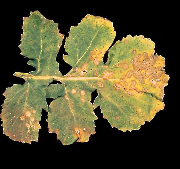 Gombás Cerkospórás levélfoltosság Cercospora brassicicola Általában a trópusi és szubtrópusi területek A levélfoltok színe halványzöld és fehér között lehet, azokat barna szövet és klorózis veszi