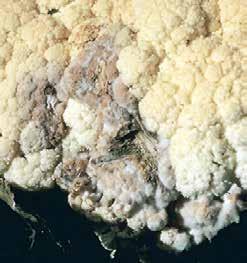 Gombás Fehérpenészes rothadás Sclerotinia sclerotiorum Világszerte, a legmelegebb trópusi területek kivételével Párás időben a szárfertőzések gyorsan terjednek lefelé és felfelé, elrothasztva a