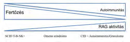 VDJ rekombináció zavara - RAG1,2 géndefektus: SCID vagy